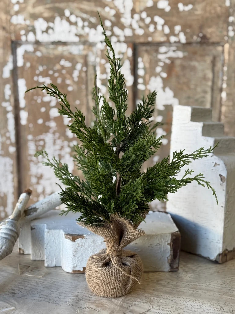 Small potted cedar pine tree on a rustic wooden surface with a distressed white wall in the background
