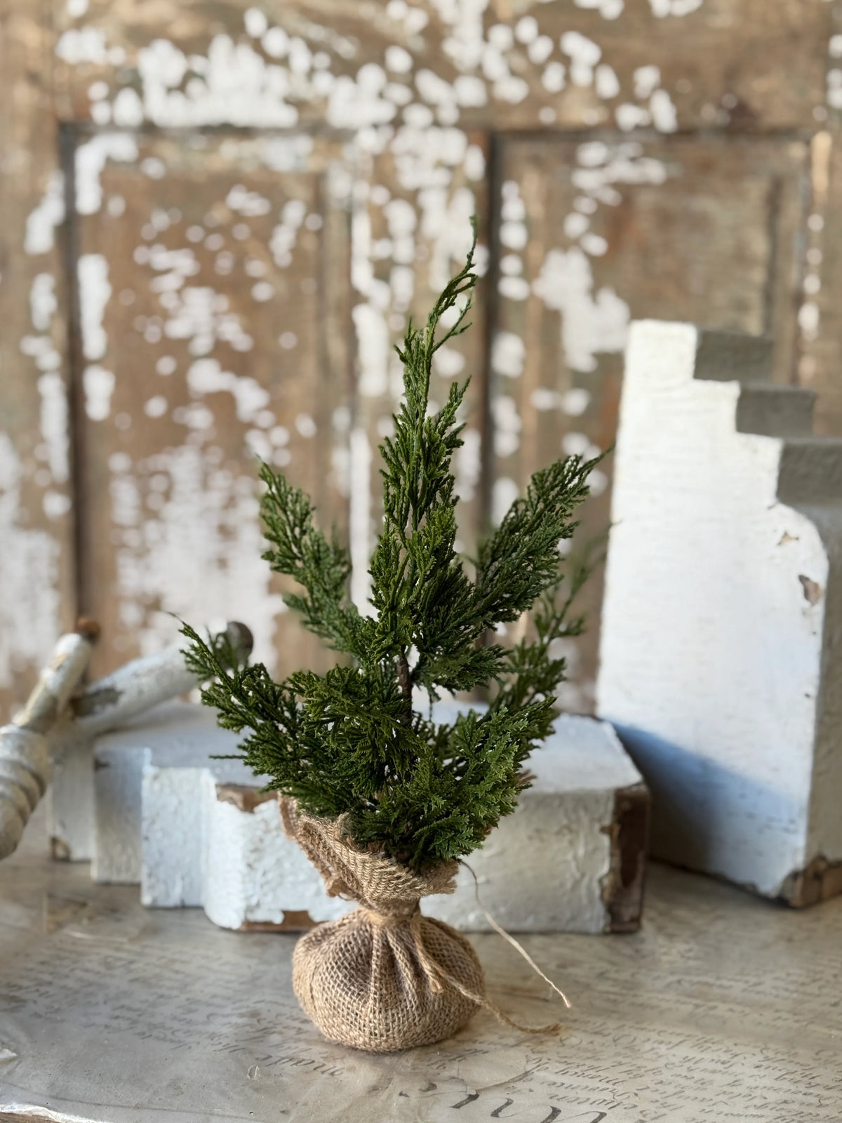 Wicklow Cedar Tree, 15”